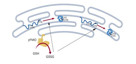 Role Of Yfmo In Protein Folding On The Surface Of The Endoplasmic