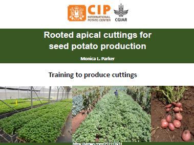 Rooted Apical Cuttings For Seed Potato Production General Presentation