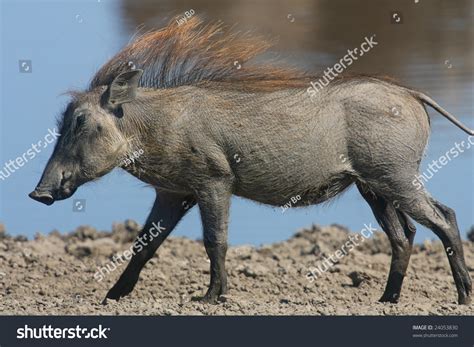 Warthog Walking Along A Waterhole With Its Hair Raised On Its Back