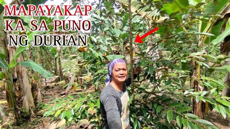 DURIAN FARMING MAHAL ANG KILO PUYAT VARIETY PAANO MAG ABONO AT ALAGA