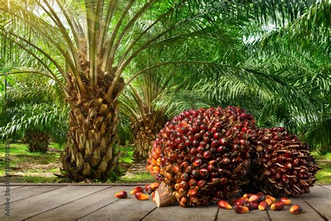 Oil Palm Fruits With Palm Plantation Background Stock Photo Adobe Stock