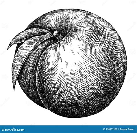 Engrave Aisló El Ejemplo Gráfico Exhausto De La Mano Del Melocotón