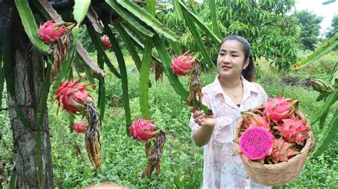 Have You Ever Grown Dragon Fruit At Home Harvest Dragon Fruit And Cooking Cooking With