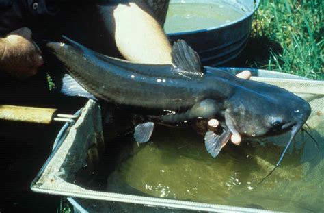 Hook Line And Sinker The Ultimate Guide To Catching Catfish