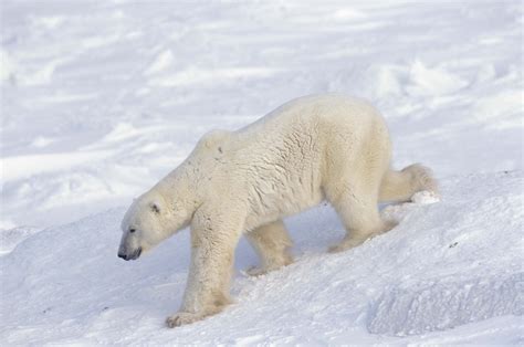 Download Animal Polar Bear Hd Wallpaper