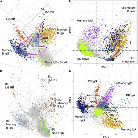 Exploration Of Cell Development Pathways Through High Dimensional