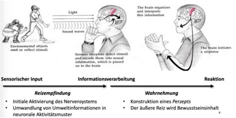 Vorlesung 3 Visuelle Wahrnehmung Karteikarten Quizlet