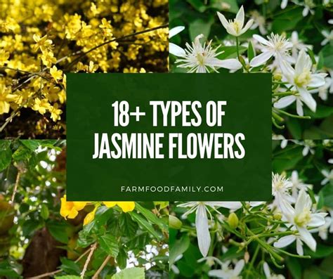 18 Different Types of Jasmine Flowers: A Comprehensive Guide (Photos)