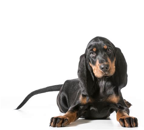 Coonhound Black And Tan Puppies