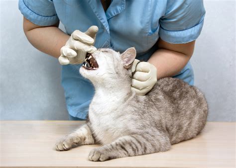 Wet Whiskers Causes Of Drooling In Cats Vet In Austin Star Of