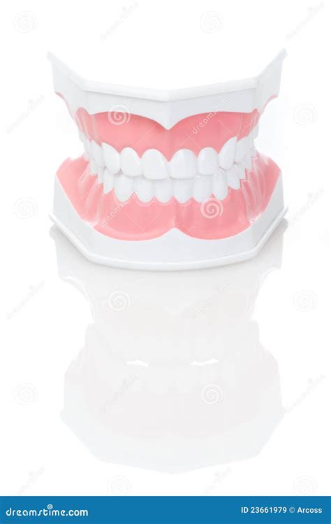 Dental Model Of Teeth Stock Image Image Of Ceramic Dentistry 23661979