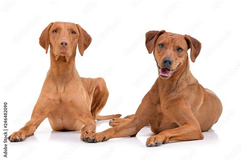 Wirehaired Vizsla Mix