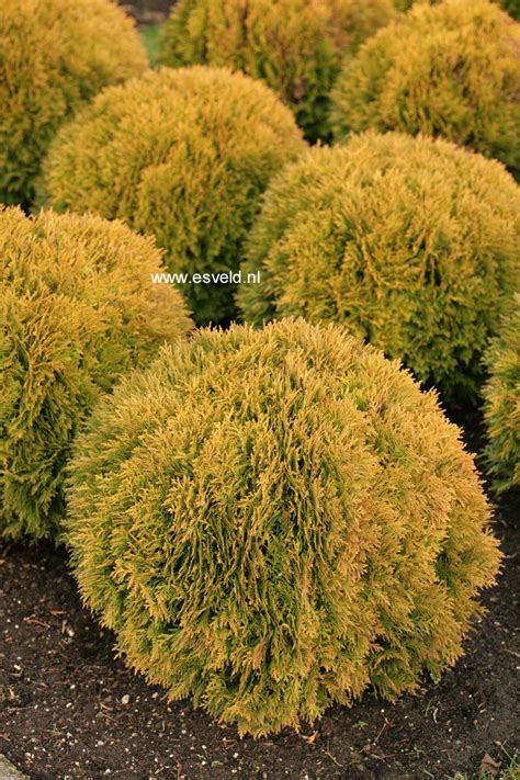 Picture and description of Thuja occidentalis 'Mirjam'