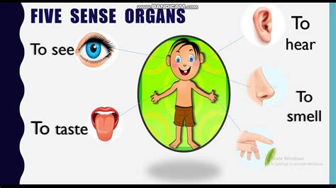 Body Parts And Sense Organs Grade 2 Youtube