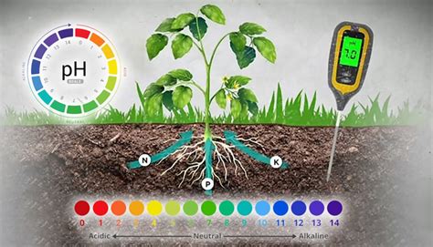 Optimizing Soil pH: Enhancing Nutrient Management - Orchardly® Grow