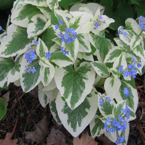 Brunera Macrophylla Variegata Brunnera Sadzonka Cena Opinie