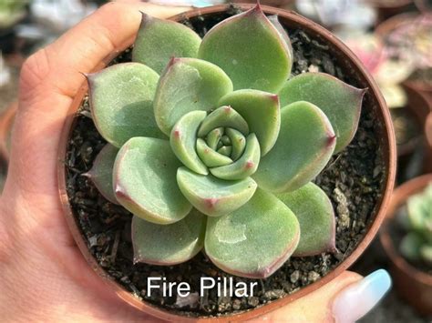 Echeveria Fire Pilar Comprar em Suculindas da Ioiô