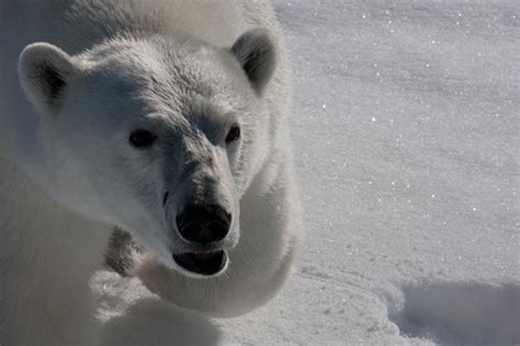 Polar Bear Tours In The Arctic