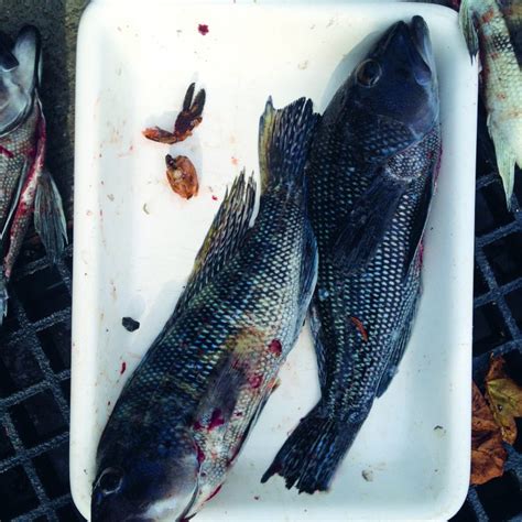 The Impact of Climate Change on Black Sea Bass | LaptrinhX / News