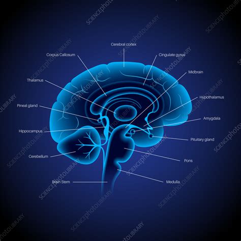 Brain Anatomy Illustration Stock Image F0351850 Science Photo