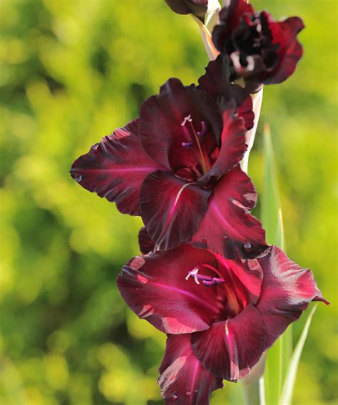 Types Of Gladioli 12 Top Varieties For Color And Flamboyance