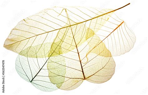 leaf texture pattern, leaf background with veins and cells - macro ...