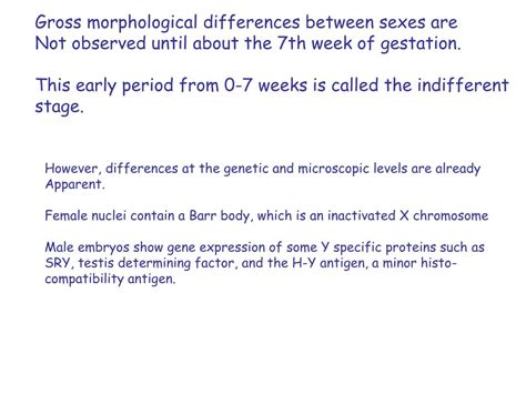 PPT Urogenital Development II Sex Determination Greg