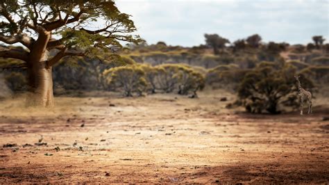 African Plains | Rotterdam Zoo