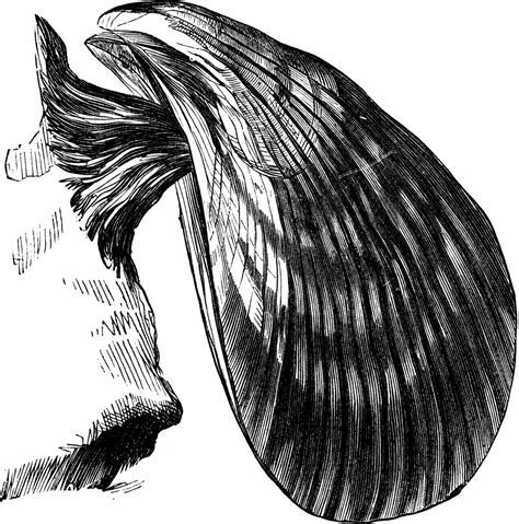 Mussel | ClipArt ETC