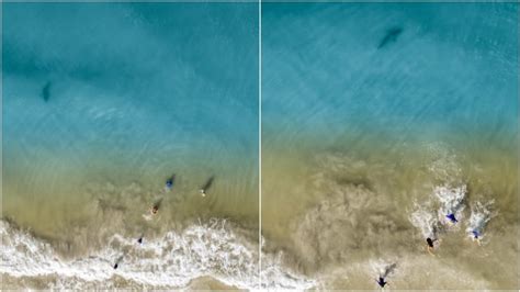 Florida Dad Taking Drone Pics At Beach Spots Shark Heading For His Kids