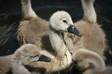 Earlswood Lakes Surrey Viscountess Vicky Saunders Flickr