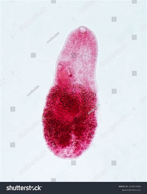 1,477 Parasitic Flatworms Images, Stock Photos & Vectors | Shutterstock