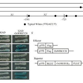 Expression Pattern Analysis Of OsWRKY28 Ad Transcript Level Of