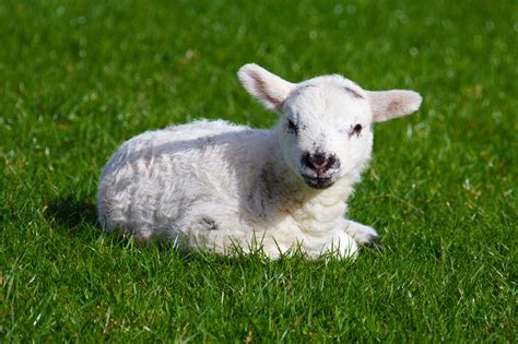 Baby Lamb Free Stock Photo - Public Domain Pictures