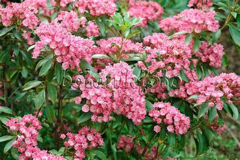 Image Mountain Laurel Kalmia Latifolia Kaleidoscope 502232