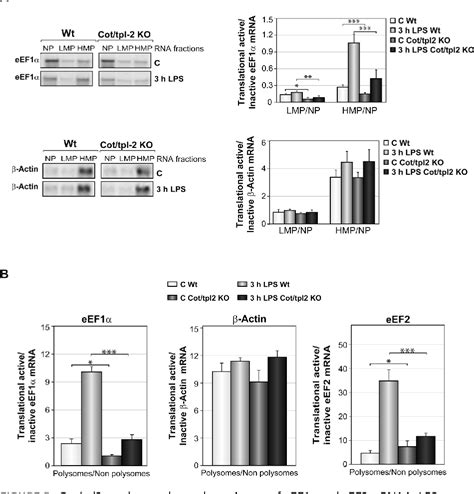 Figure 5 From Cottpl2 Mkk12 Erk12 Controls Mtorc1 Mediated Mrna