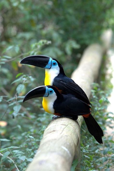 Channel Billed Toucan Ramphastos Vitellinus Palm Oil Detectives