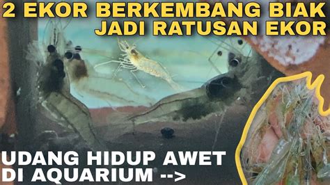 Cara Budidaya Udang Air Tawar Di Aquarium Udang Sungai Udang Sungai