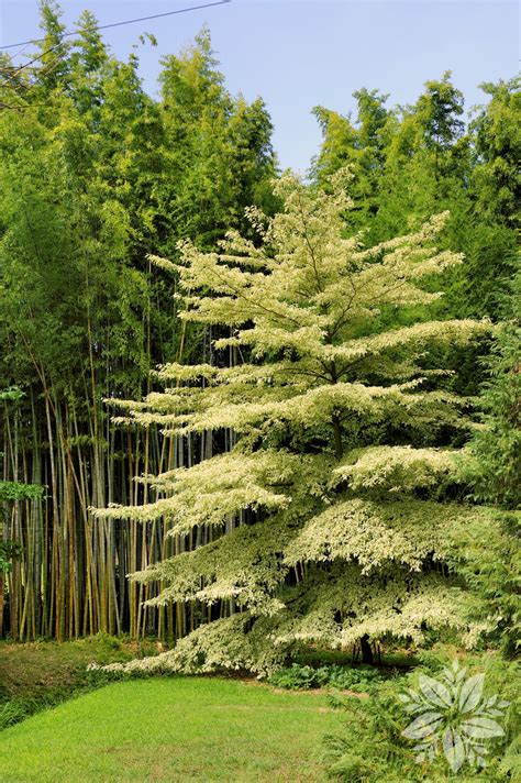 Cornus Controversa Tuinplanten Oudsbergen