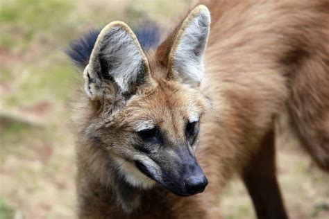 Maned wolf closeup stock photo. Image of freedom, chrysocyon - 237986458