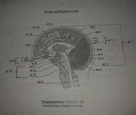 Brain And Spinal Cord Labeling Diagram Quizlet