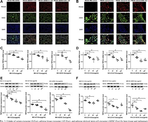 Figure From Adipose Derived Exosomes Protect The Pulmonary