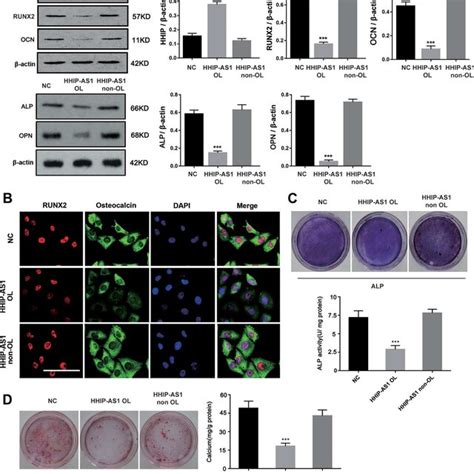 Hhip Protein Inhibits Osteogenic Differentiation Of Bm Mscs A We Download Scientific Diagram