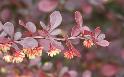 Beauty Of Berberis Thunbergii F Atropurpurea Purple Japanese Barberry