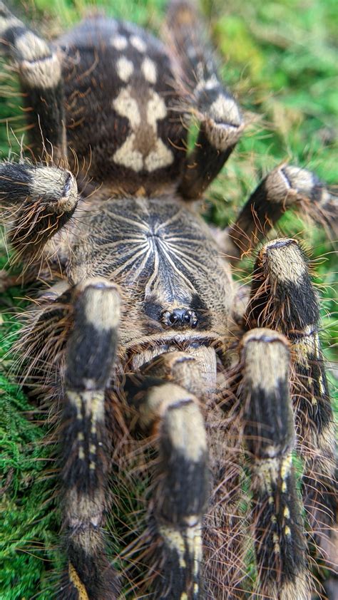 01 Poecilotheria Subfusca Highland Rtarantulas