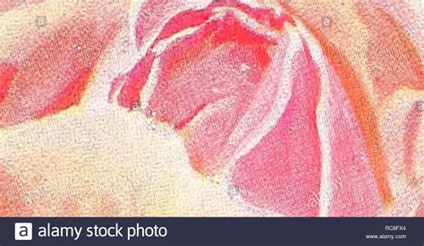Sam Mcgredy Hi Res Stock Photography And Images Alamy