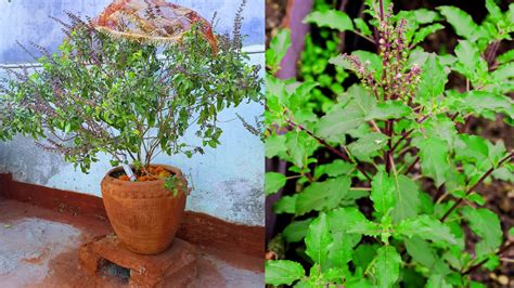 5 Vastu Tips To Keep Tulsi Plant At Home For Inviting Good Fortune And