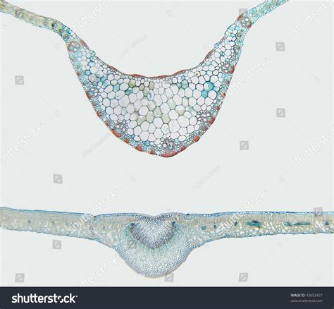 Monocot Leaf Cross Section Labeled