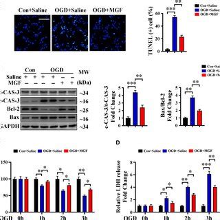 Mangiferin Alleviates MIinduced Cardiomyocyte Apoptosis And Heart