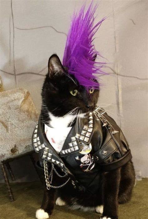 Badass Trajes Para Mascotas Gatos Bonitos Gatos Anaranjados